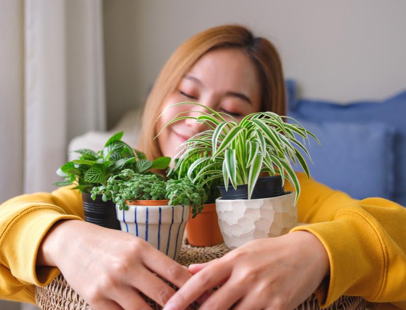 The Top Plants for Enhancing Home Air Quality