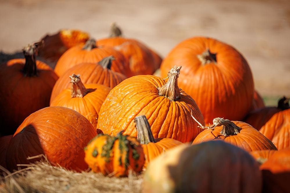 Jubilee - 2025 Happy Haunts Photo 77